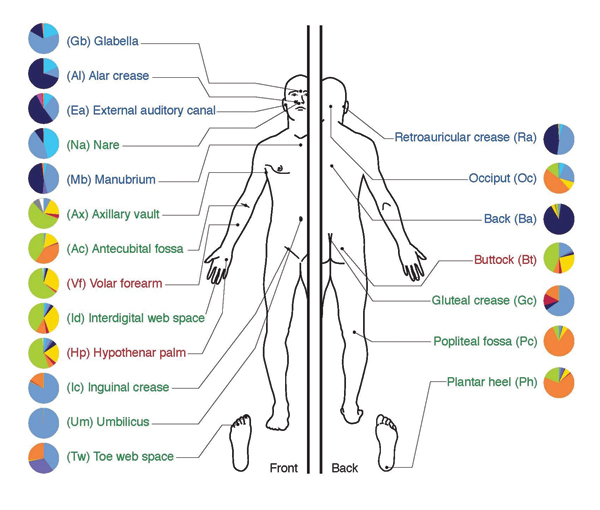 depiction of the human body and bacteria that predominate